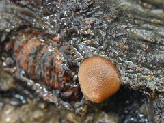 Adelphella babingtonii