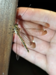 Suhpalacsa dietrichiae