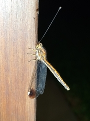 Suhpalacsa dietrichiae