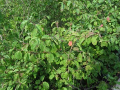 Cornus sanguinea