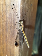 Suhpalacsa dietrichiae