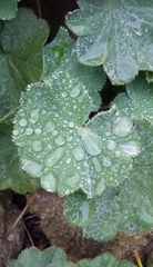 Alchemilla vulgaris