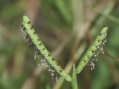 Paspalum distichum