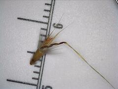 Rytidosperma duttonianum