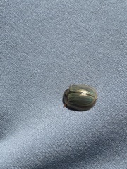 Paropsisterna bimaculata