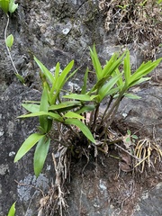 Dendrobium gracilicaule