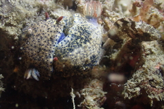 Centropogon australis