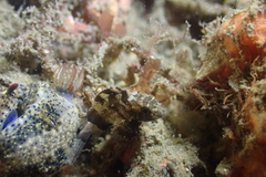 Centropogon australis