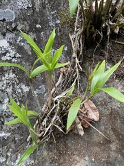 Dendrobium gracilicaule