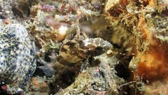 Centropogon australis