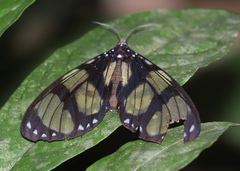 Notophyson heliconides