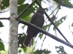 Lipaugus vociferans