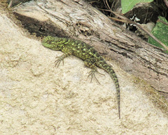 Sceloporus malachiticus