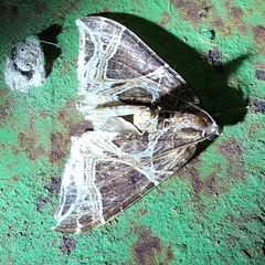 Ecliptopera rectilinea