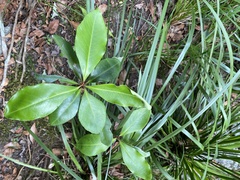 Auranticarpa rhombifolia