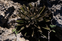 Bryophyllum