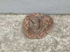 Bothrops jararaca