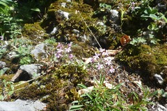Saponaria ocymoides