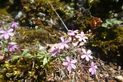 Saponaria ocymoides