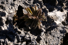 Bryophyllum