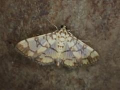 Pardomima distortana