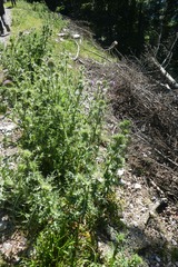 Carduus nutans nutans