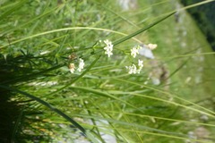 Galium pumilum