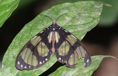 Notophyson heliconides