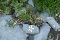Arenaria grandiflora