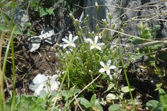 Arenaria grandiflora