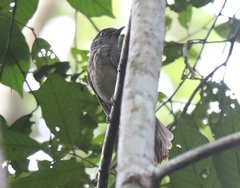 Lipaugus vociferans
