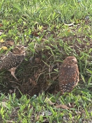 Athene cunicularia