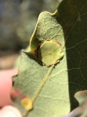 Andricus pattersonae