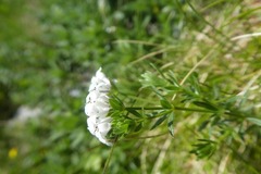 Asperula hirta
