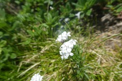 Asperula hirta