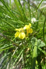 Erysimum duriaei pyrenaicum