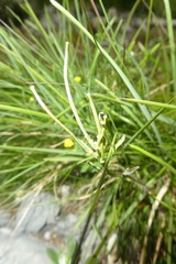Erysimum duriaei pyrenaicum