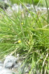 Erysimum duriaei pyrenaicum