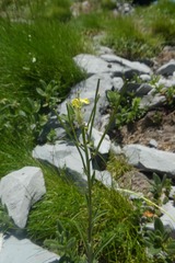 Erysimum duriaei pyrenaicum