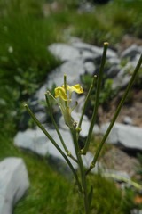 Erysimum duriaei pyrenaicum
