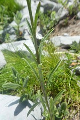 Erysimum duriaei pyrenaicum