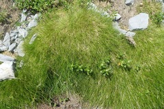 Festuca gautieri
