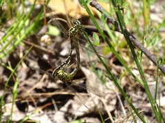 Austrogomphus guerini