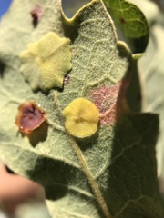 Andricus pattersonae