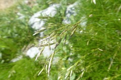 Festuca gautieri