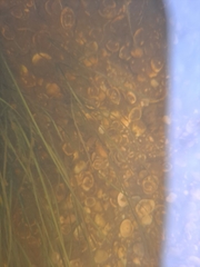 Zostera muelleri