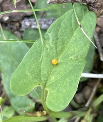 Aristolochia meridionalis