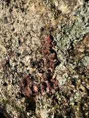 Erythricium aurantiacum