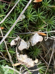 Peltigera didactyla