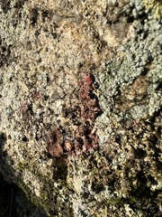 Erythricium aurantiacum
